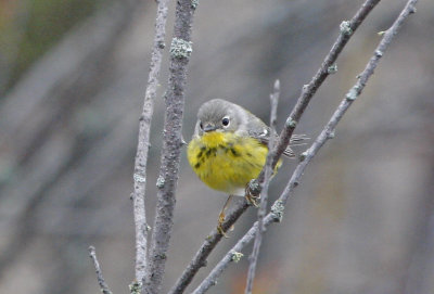 Magnolia Warbler (1st-year male)