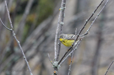 Magnolia Warbler (1st-year male)