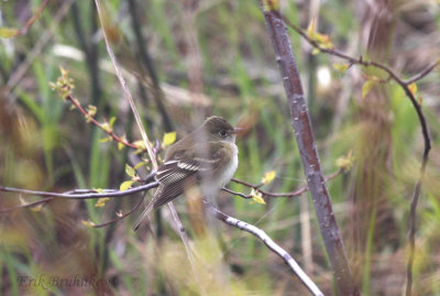 Traill's Flycatcher