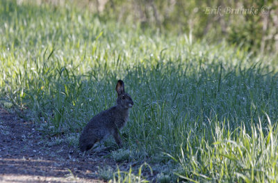 Shnowshoe Hare
