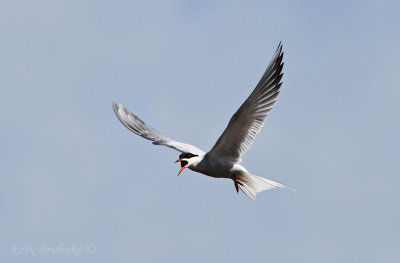 Common Tern calling