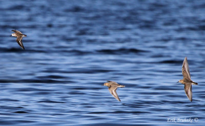 Semipalmated Sandpiper (left) and two Baird's Sandpipers