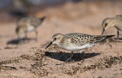 Baird's Sandpipers