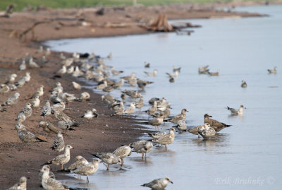 Herring Gull with Ring-billed Gulls