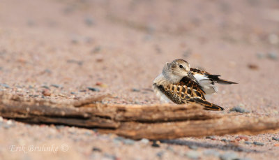 Least Sandpiper preening