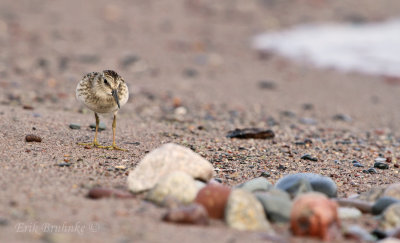 Least Sandpiper