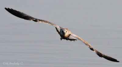 Ring-billed Gull