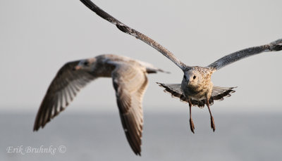 Ring-billed Gulls