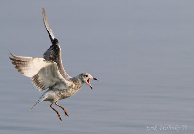 Ring-billed Gull