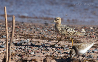 Buff-breasted Sandpiper behind a Semipalmated Sandpiper