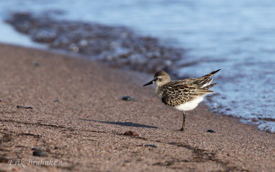 Semipalmated Sandpiper fluffing up after preening