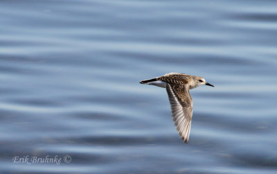 Semipalmated Sandpiper