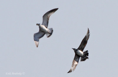 Parasitic Jaeger chasing a Ring-billed Gull
