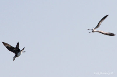 Parasitic Jaeger chasing a Ring-billed Gull