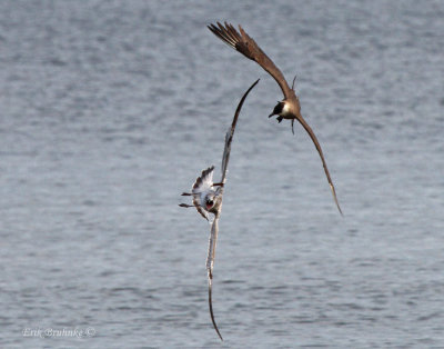 Parasitic Jaeger chasing an unhappy Ring-billed Gull