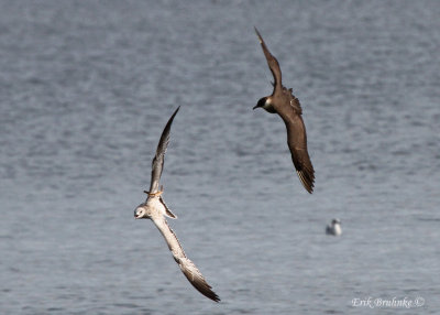 Parasitic Jaeger chasing an unhappy Ring-billed Gull