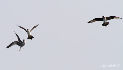 Parasitic Jaegers chasing an unhappy Ring-billed Gull