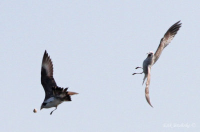 Parasitic Jaeger getting some good-eats