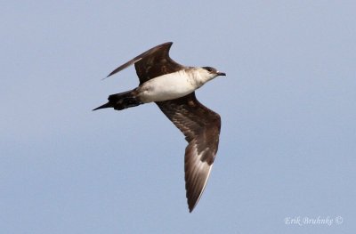 Parasitic Jaeger