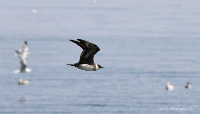 Parasitic Jaeger