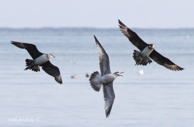 Parasitic Jaegers harassing a Ring-billed Gull