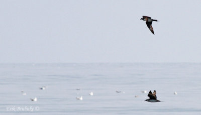 Parasitic Jaegers