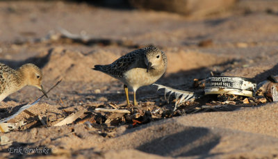 Buff-breasted Sandpipers... Humans, why do you do this to yourself? Why to the environment? Unreal.