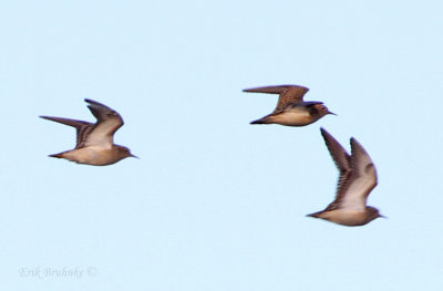 Buff-breasted Sandpipers