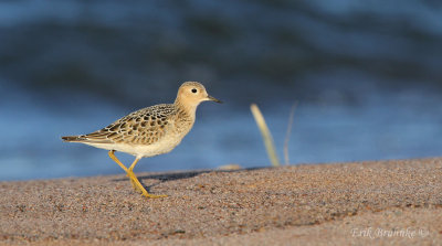 Buff-breasted Sandpiper