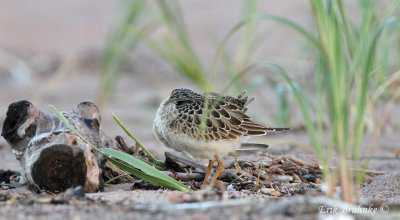 Buff-breasted Sandpiper