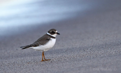 Semipalmated Plover