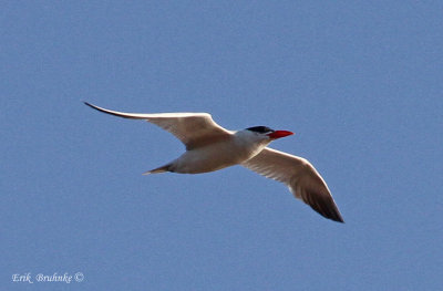 Caspian Tern