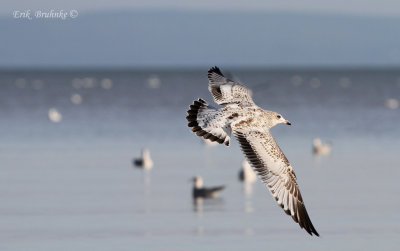 Ring-billed Gull