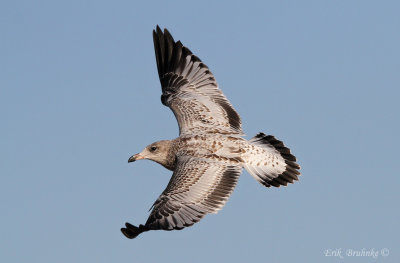 Ring-billed Gull