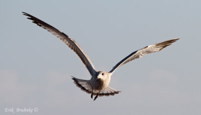 Ring-billed Gull