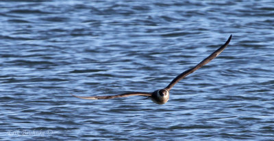 Parasitic Jaeger head-on