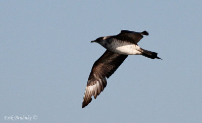 Parasitic Jaeger