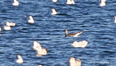 Sabine's Gull