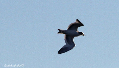 Sabine's Gull