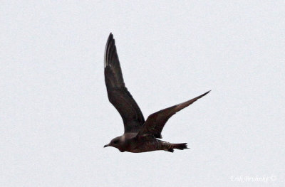 Long-tailed Jaeger (dark)