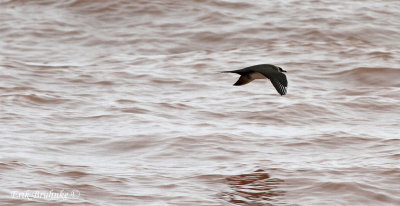 Parasitic Jaeger flying by