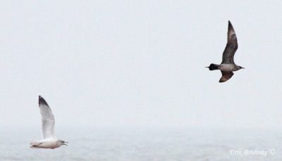 Parasitic Jaeger being chased by a Herring Gull