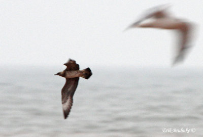 Parasitic Jaeger