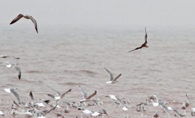 Parasitic Jaeger