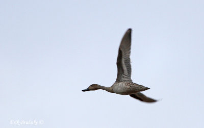 Northern Pintail