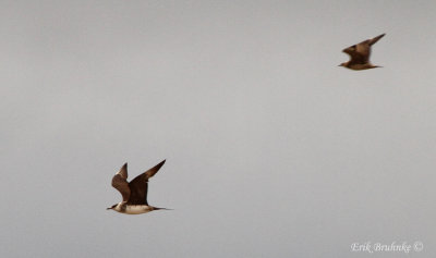 Parasitic Jaegers