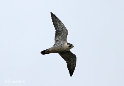 Peregrine Falcon