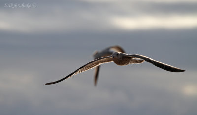 Ring-billed Gull