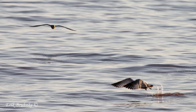 Parasitic Jaeger coming in close to attack