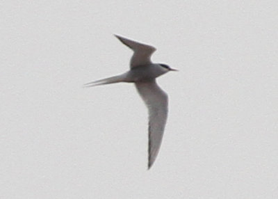 Arctic Tern!